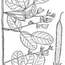 Image of eastern milkpea
