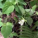 Image of Codonopsis javanica subsp. japonica (Makino) Lammers