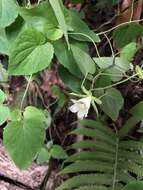 Image de Codonopsis javanica subsp. japonica (Makino) Lammers