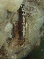 Sivun Athanas nitescens (Leach 1814) kuva