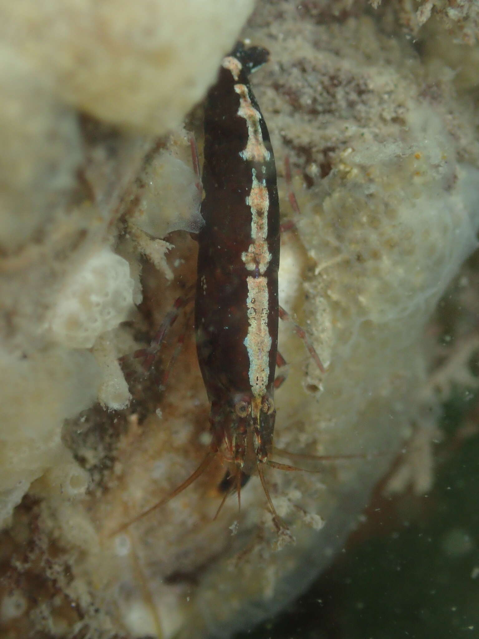 Image of hooded shrimp