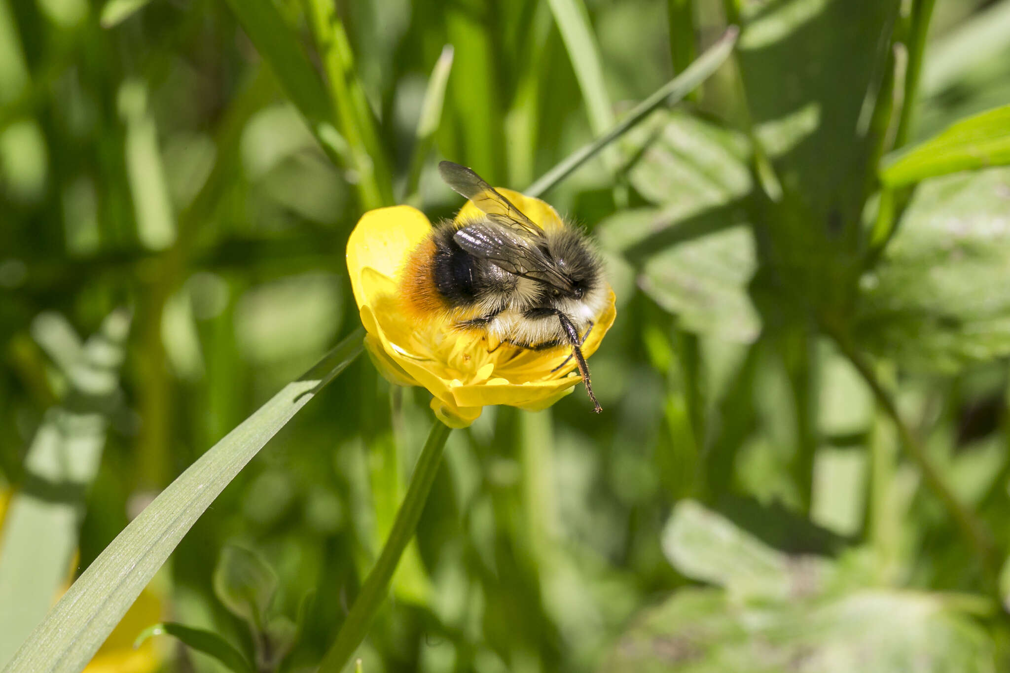 Image of Bombus pyrenaeus Pérez 1879