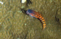 Image of Axelrod's Clown Blenny