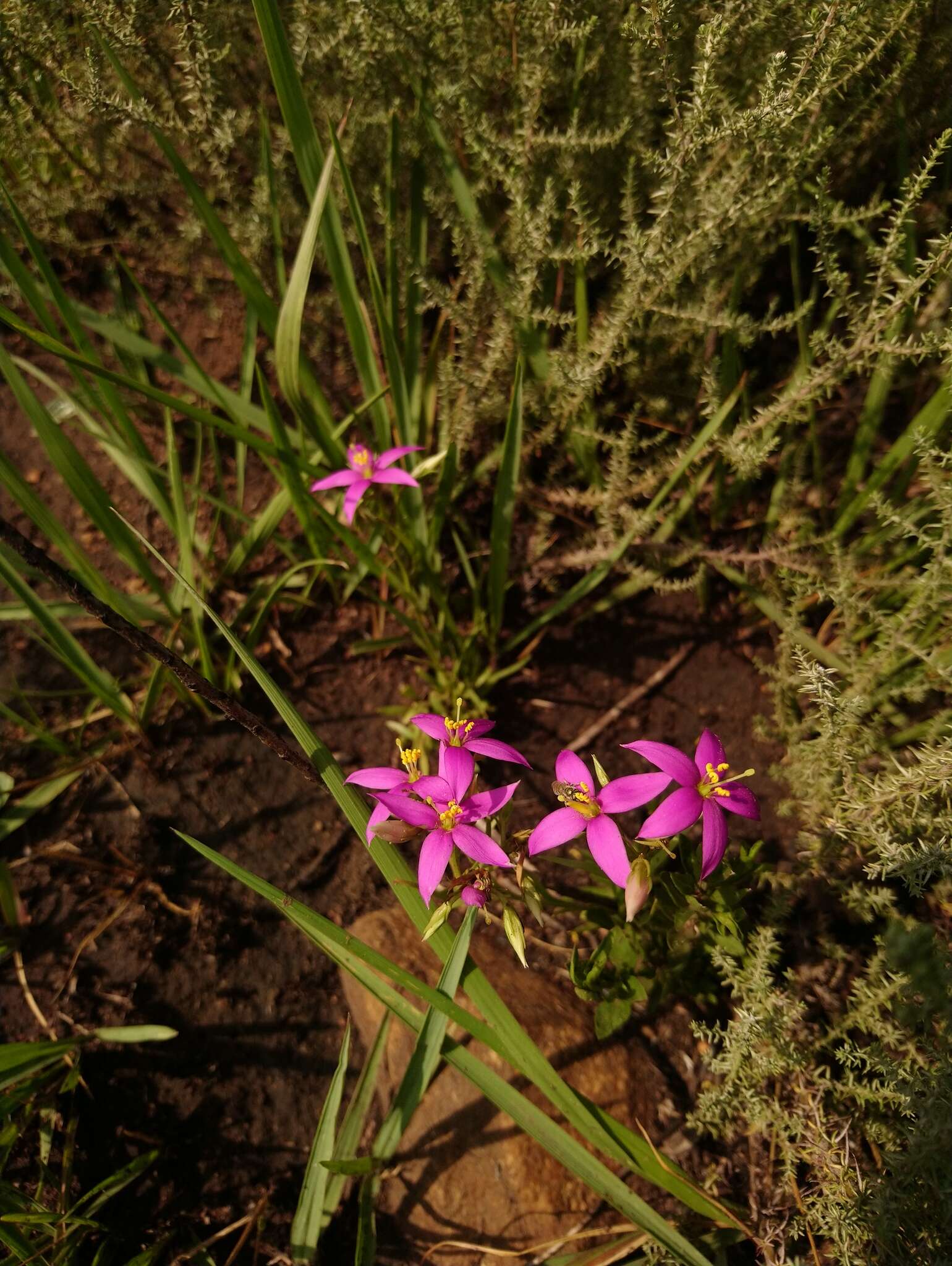 Image of Pink star