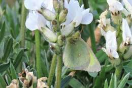 Image of Scudder's Sulphur