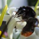 Image of Bombus lapidarius (Linnaeus 1758)