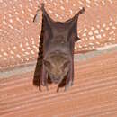 Image of Indian Leaf-nosed Bat
