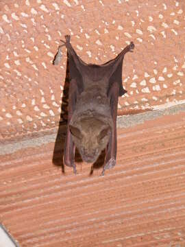 Imagem de Hipposideros lankadiva Kelaart 1850