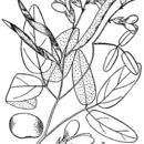Image of downy milkpea