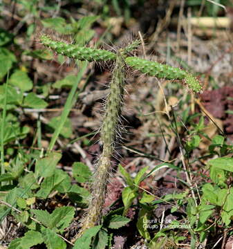 Image of Opuntia pubescens J. C. Wendl. ex Pfeiff.