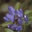 Image of closed bottle gentian