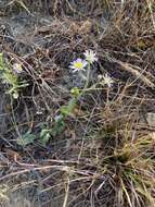 Image de Aster panduratus Nees ex Walp.