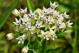 Image de Asclepias pratensis Benth.