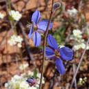 Image of Heliophila refracta Sond.