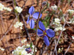 Image de Heliophila refracta Sond.