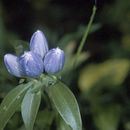 Image of Gentiana clausa Raf.