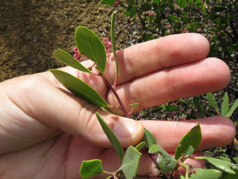 Imagem de Arctostaphylos stanfordiana subsp. stanfordiana