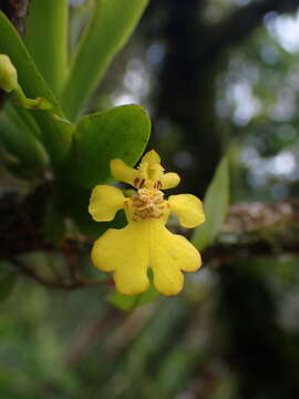 Image of Erycina pusilla (L.) N. H. Williams & M. W. Chase