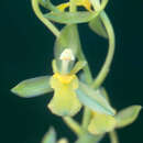 Image of Rossioglossum beloglossum (Rchb. fil.) J. M. H. Shaw