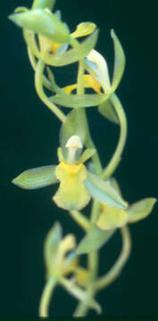 Image of Rossioglossum beloglossum (Rchb. fil.) J. M. H. Shaw