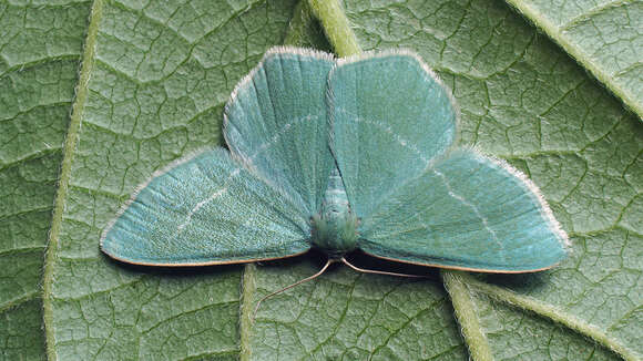 Image of small grass emerald