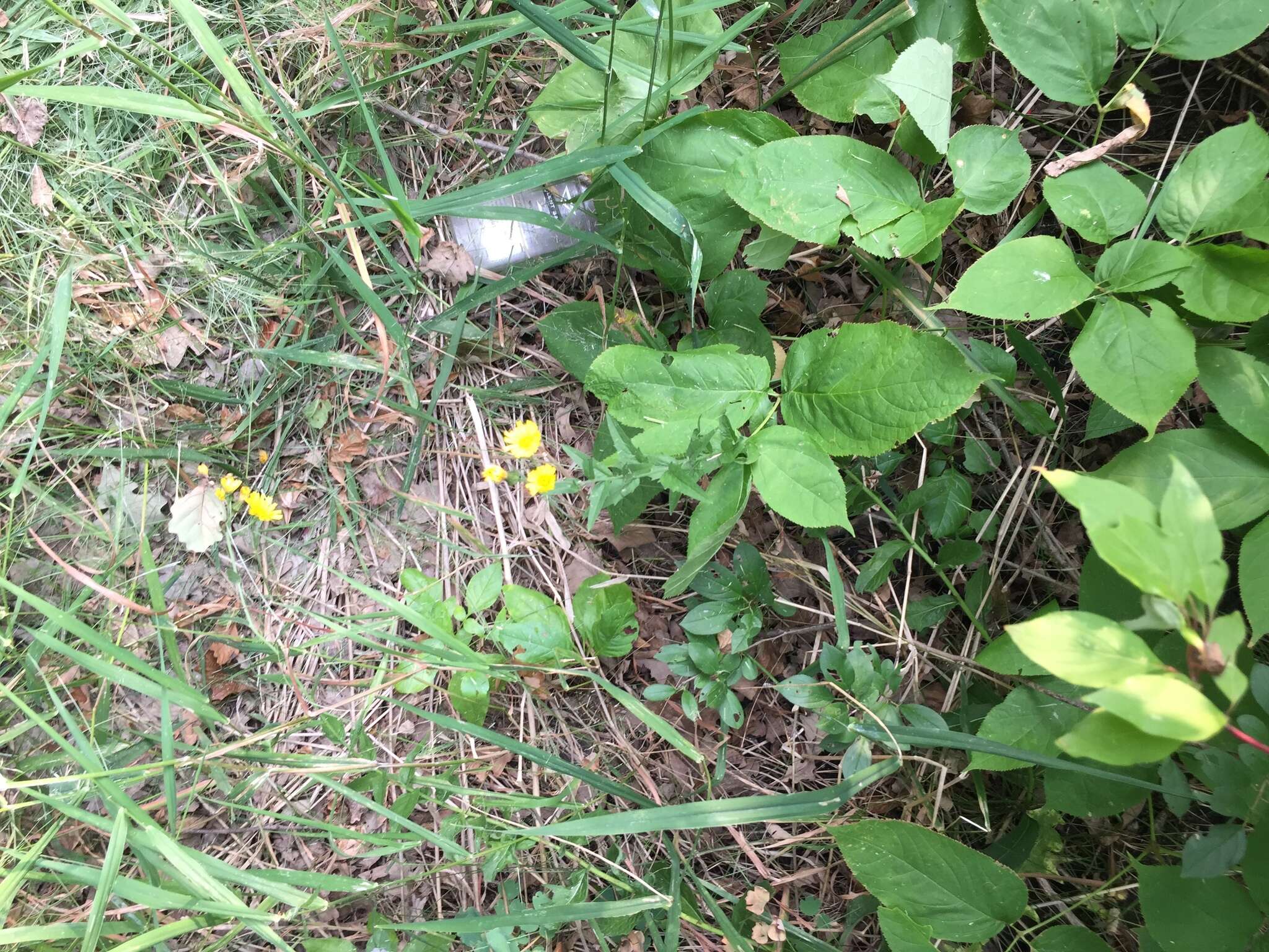 Image of hawkweed