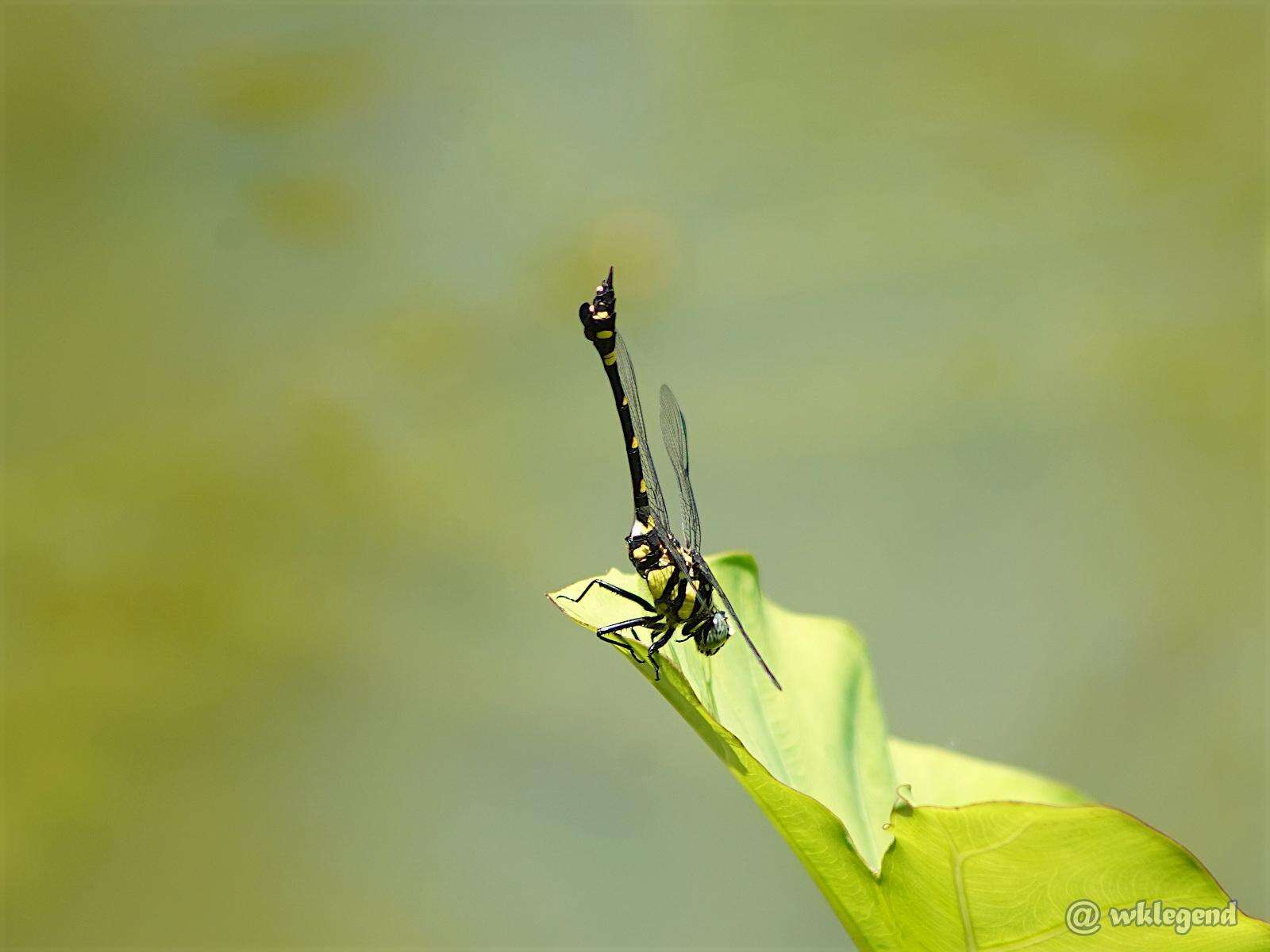 Image of Ictinogomphus pertinax (Hagen ex Selys 1854)