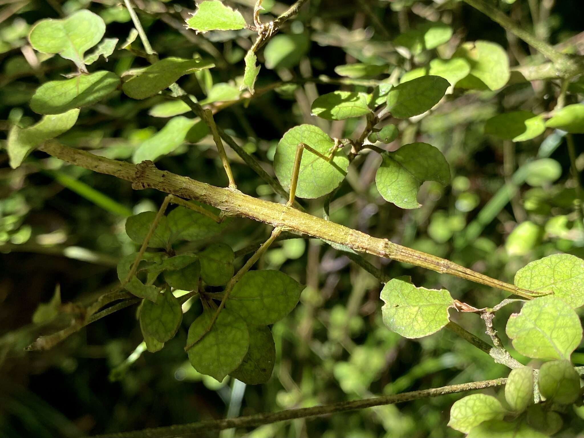 صورة Tectarchus salebrosus (Hutton 1899)