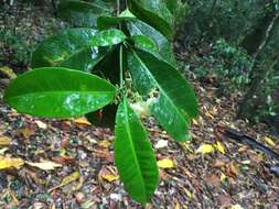 Plancia ëd Tabernaemontana mocquerysii A. DC.