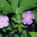 Image of spotted geranium