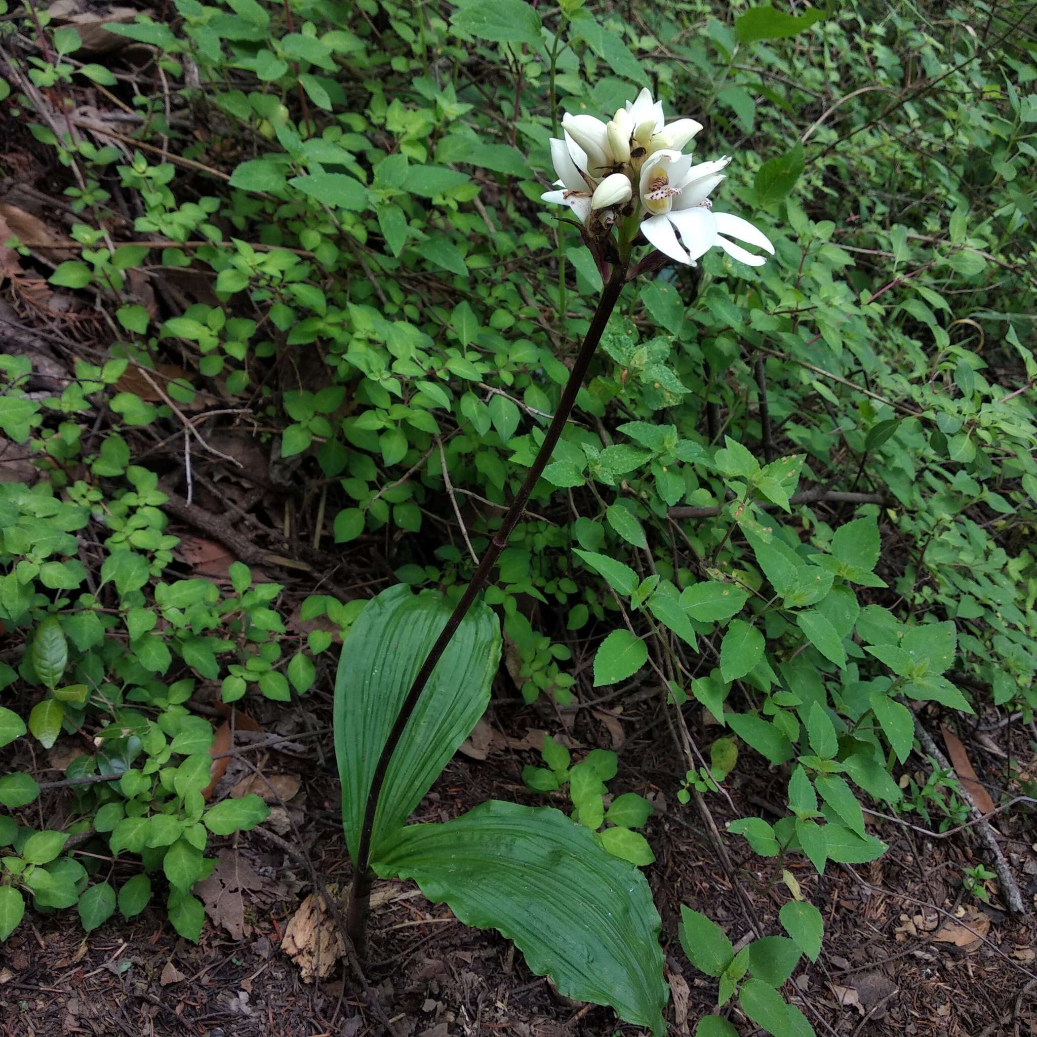 Govenia utriculata (Sw.) Lindl.的圖片