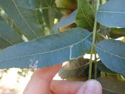 Image of Stigmella longisacca Newton & Wilkinson 1982