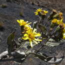 Sivun Senecio burtonii Hook. fil. kuva