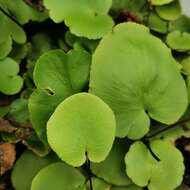 Image de Asplenium delavayi (Franch.) Copel.