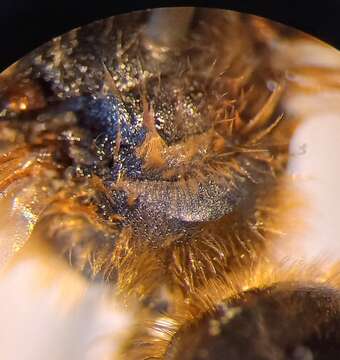 Image of Orange-footed Furrow Bee