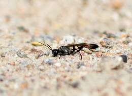 Image of Ammophila sabulosa (Linnaeus 1758)