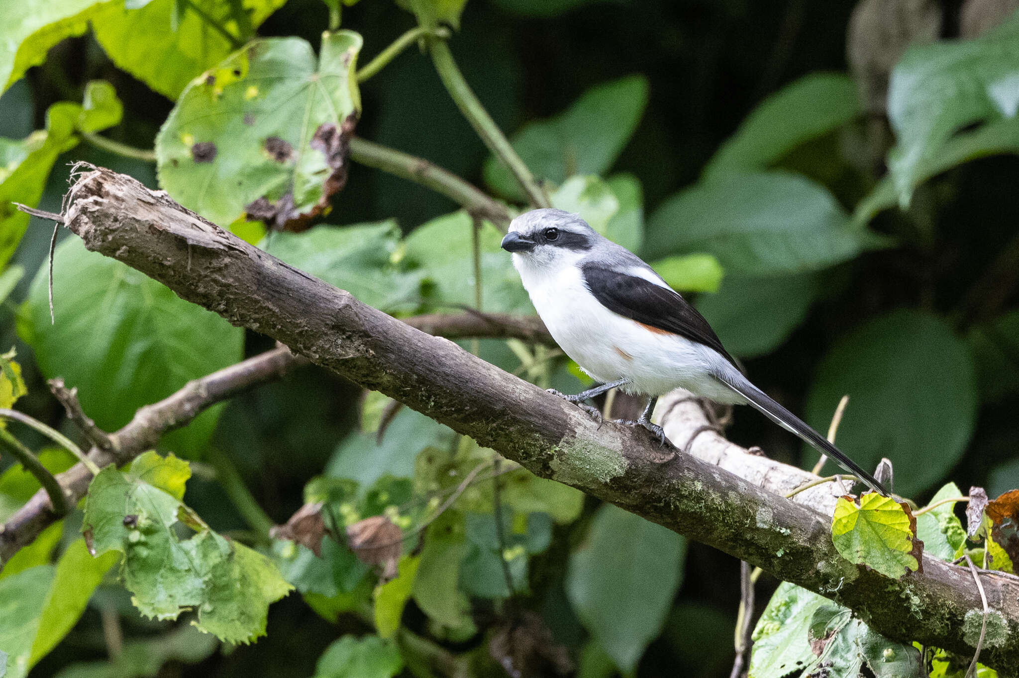 Image of Mackinnon's Shrike