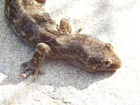 Image of Pacific Gecko