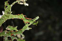 Image of Pseudocyphellaria billardierei (Delise) Räsänen