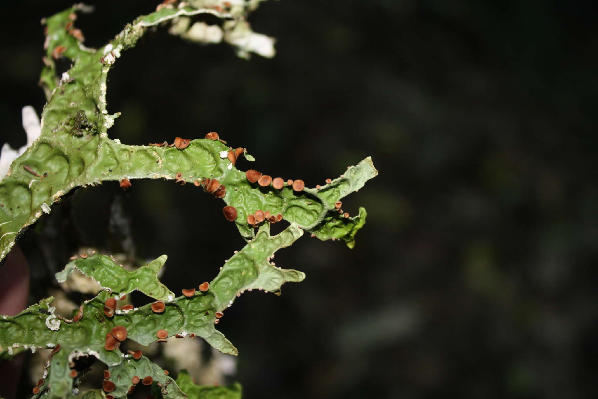 Image of Pseudocyphellaria billardierei (Delise) Räsänen