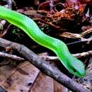 Chlorosoma viridissimum (Linnaeus 1758)的圖片