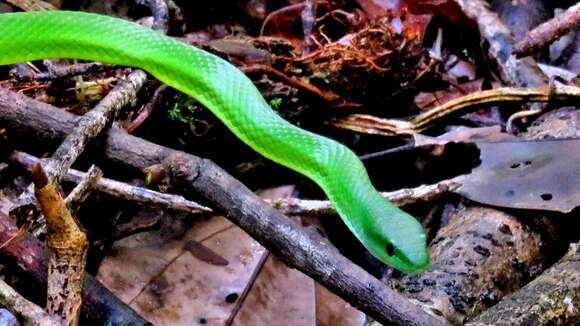 Image of Chlorosoma viridissimum (Linnaeus 1758)