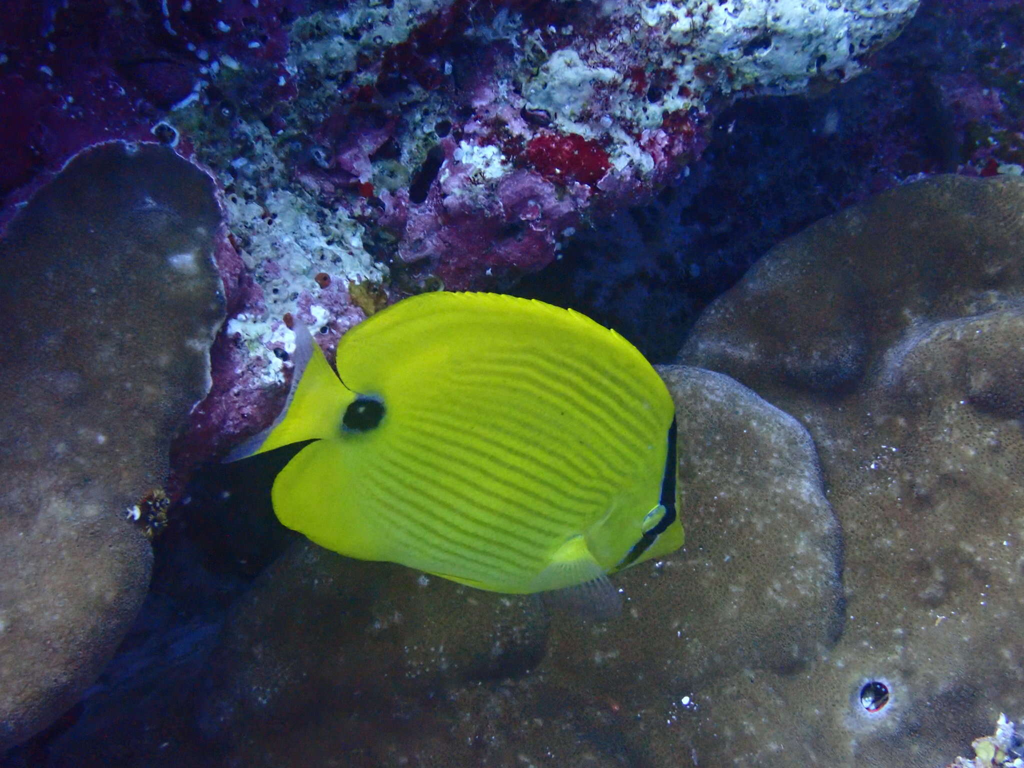 Image of Yellow Butterflyfish