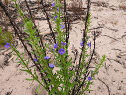 Слика од Stemodia florulenta W. R. Barker