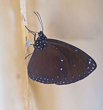 Euploea nemertes Hübner 1806 resmi