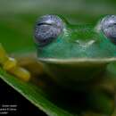 Image of Posada’s Glassfrog