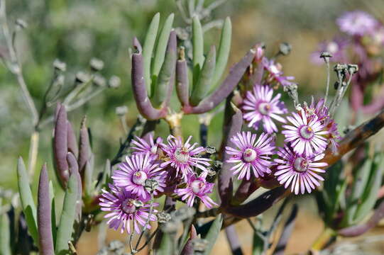 Image of Ruschia extensa L. Bol.