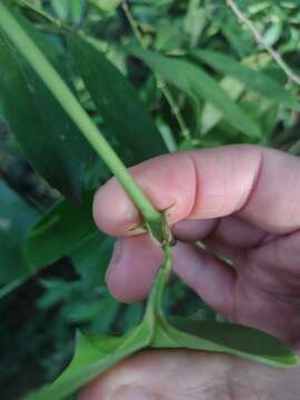 Image of Smilax fluminensis Steud.