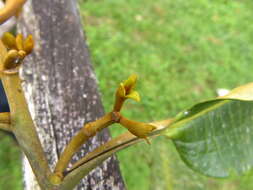 صورة Otoba gordoniifolia (DC.) A. H. Gentry