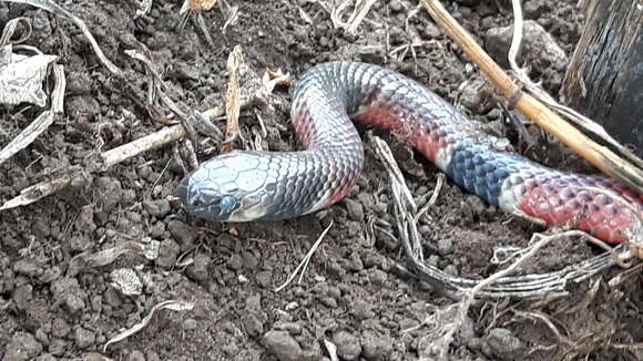 Image of Clark's Coral Snake